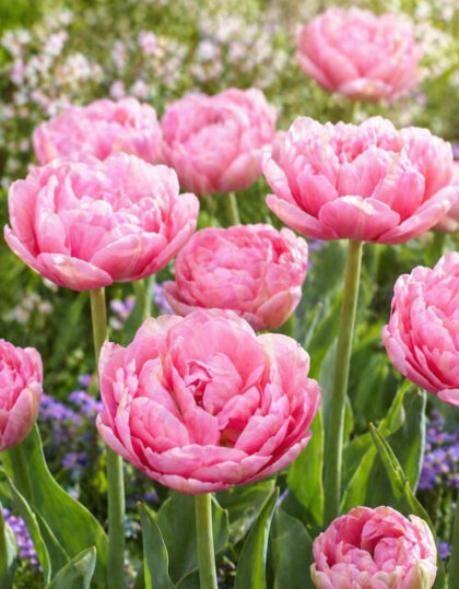 Tulp ‘Aveyron’ 5 tk