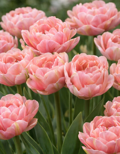 Tulp ‘Aveyron’ 5 tk