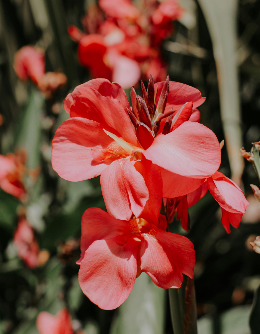 Kannade mix 5tk - Image 3