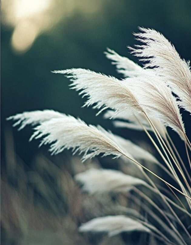 Pamparohi "Pampas Plume"