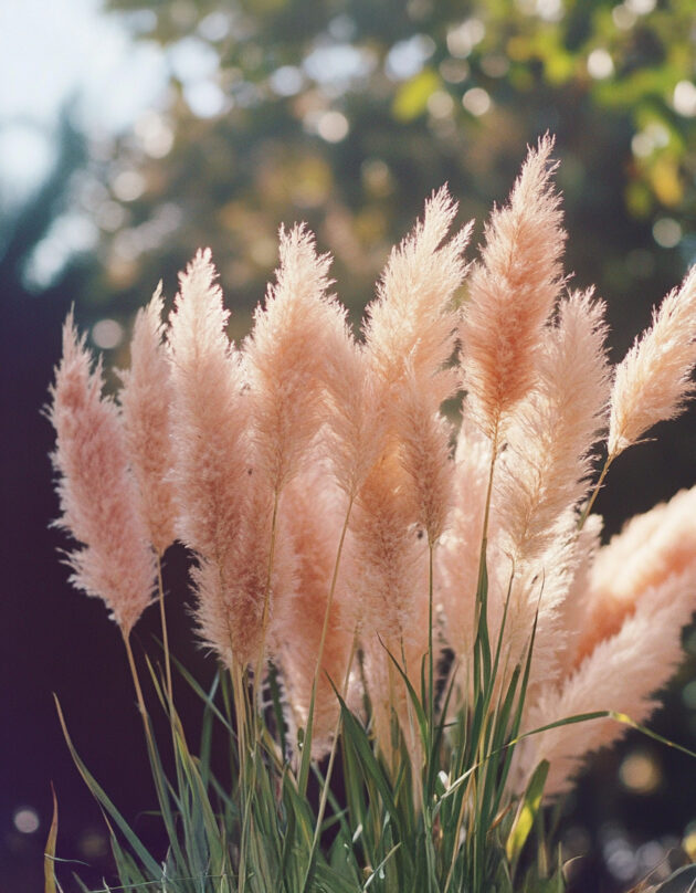 Pamparohi "Pampas Plume" roosa