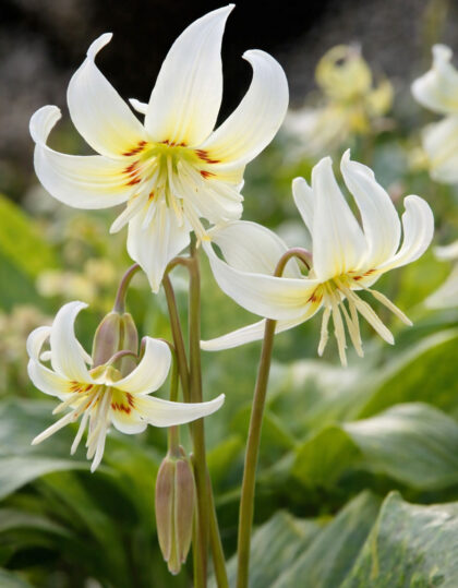 Koerahammas "Erythronium white beauty" 2tk