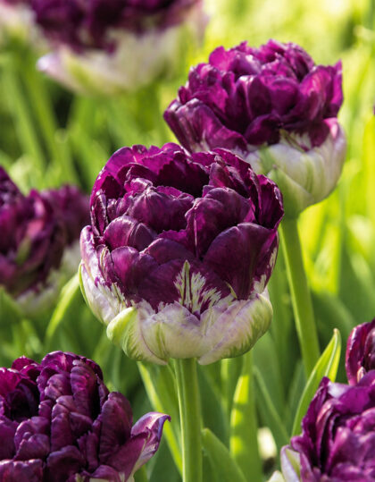 blue wow tulp