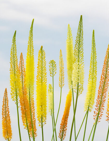 eremurus mix