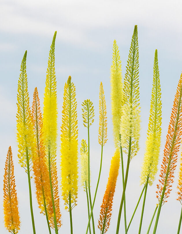 eremurus mix