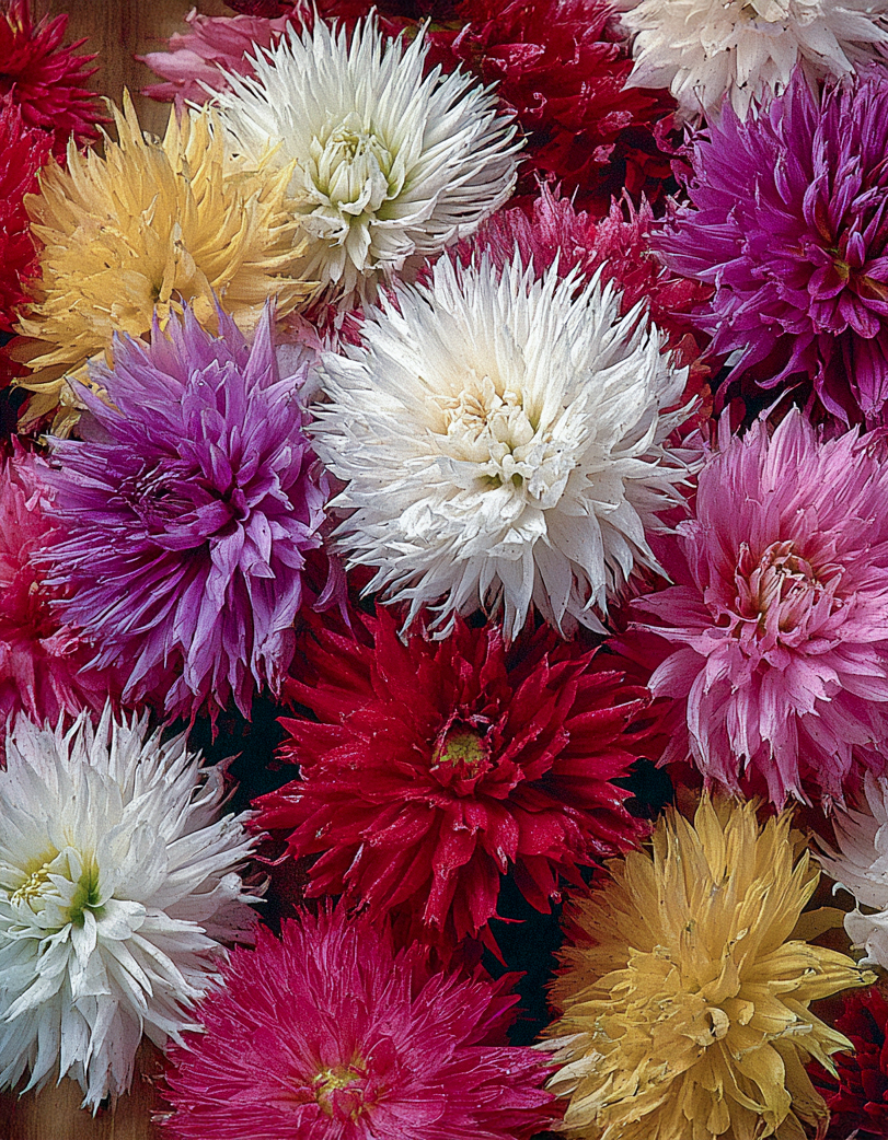 Aedastrite seemned 'American Branching'