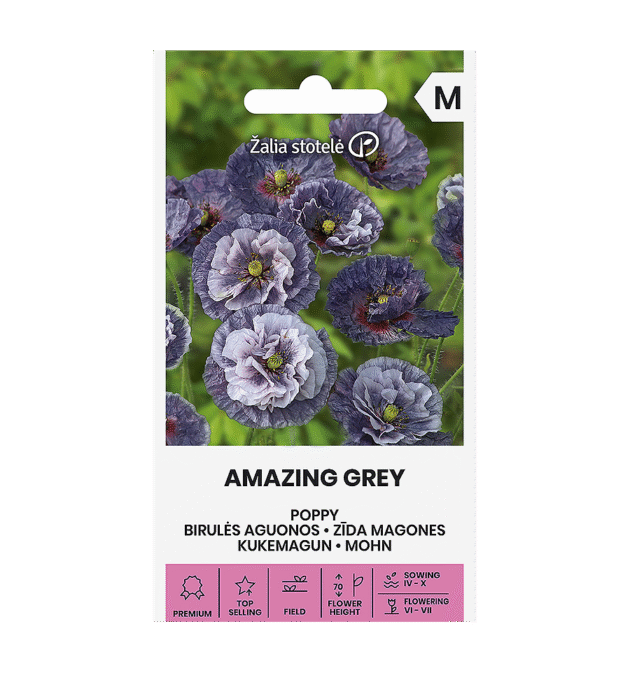 Hallikas-sinise kukemaguna seemned "Amazing Grey"