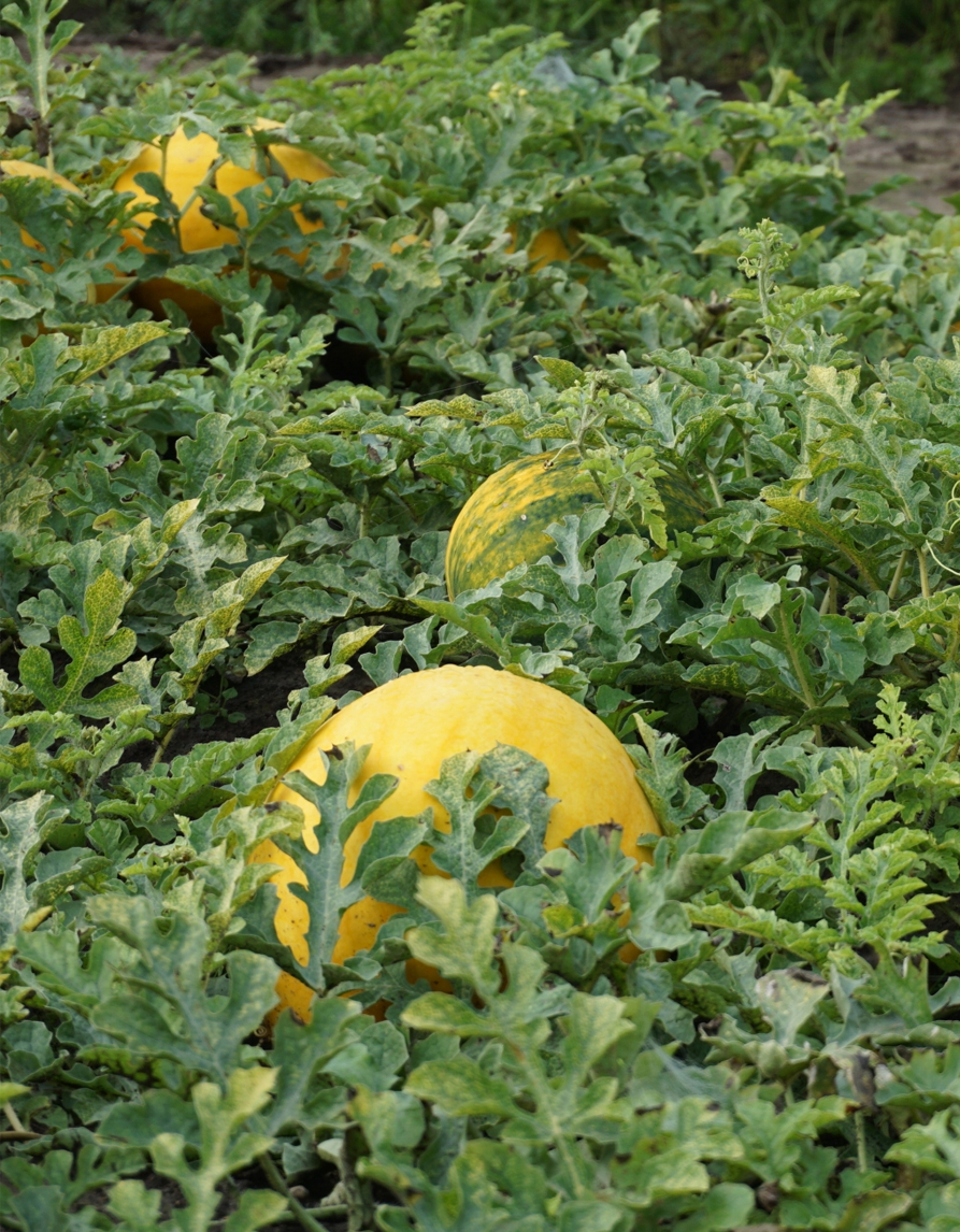 Arbuusi seemned “Zloto Wolicy H” - Image 2