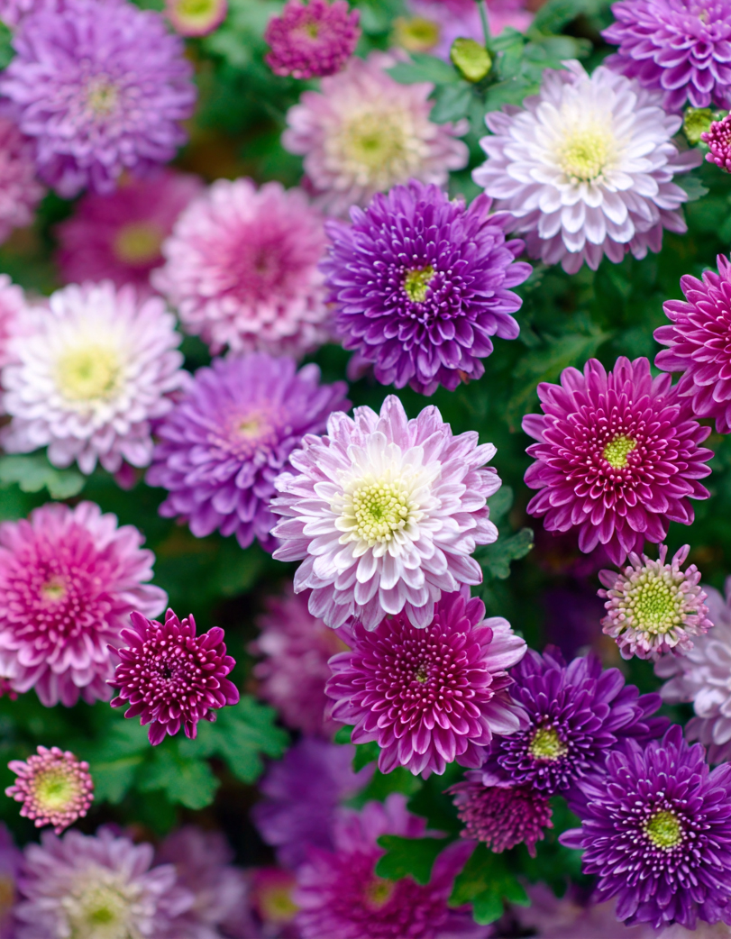 Aedastrid mix 'Colour Carpet' seemned