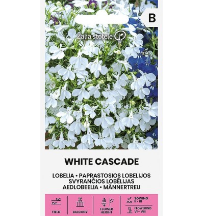 Lobelie seemned 'White Cascade'