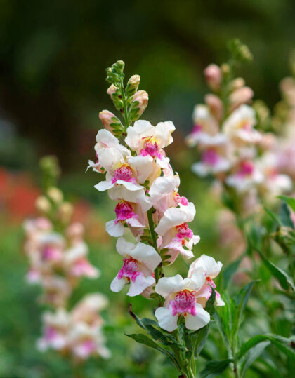 Lõvilõua seemned 'Appleblossom'