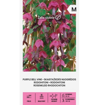 Rodohitoni seemned 'Purple Bell Vine'