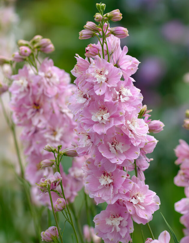 Tähklille seemned 'Rose Queen' - Kuva 3