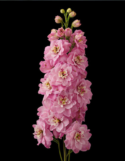 Tähklille seemned 'Rose Queen'