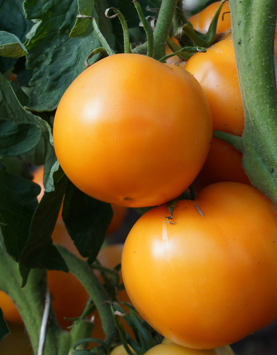 Kollane tomat "Jantar" seemned