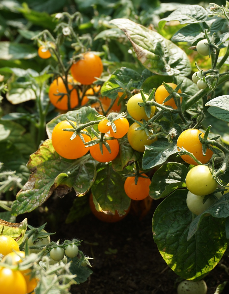 Kirsstomati seemned 'Venus'