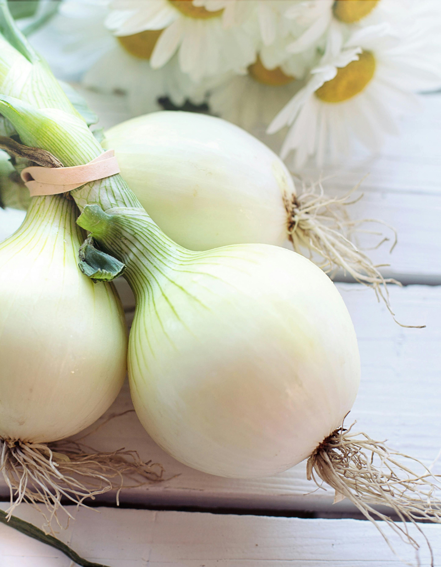 valge sibula seemned