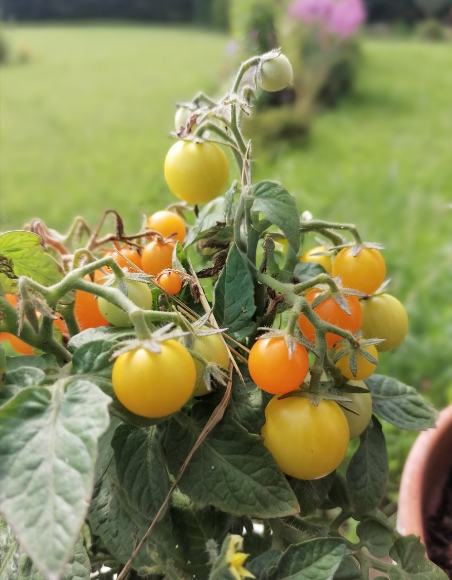 Kirsstomati seemned 'Venus'