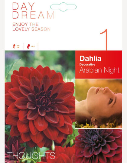 punane daalia
