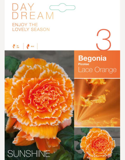begoonia sibulad