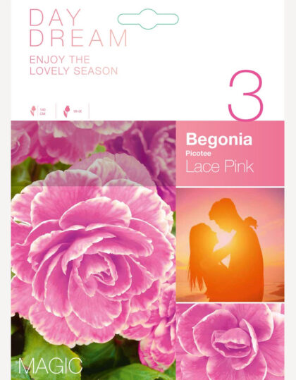 Mugulbegoonia