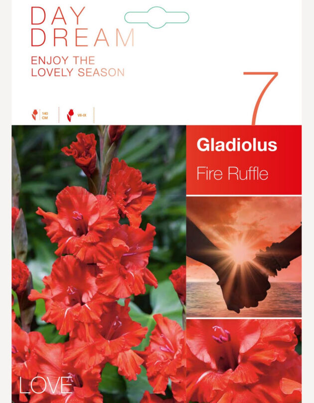 gladiooli sibulad