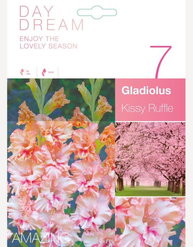 gladiooli sibulad