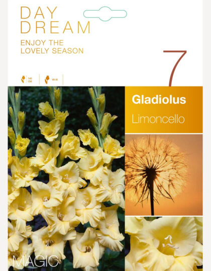 gladiooli sibulad