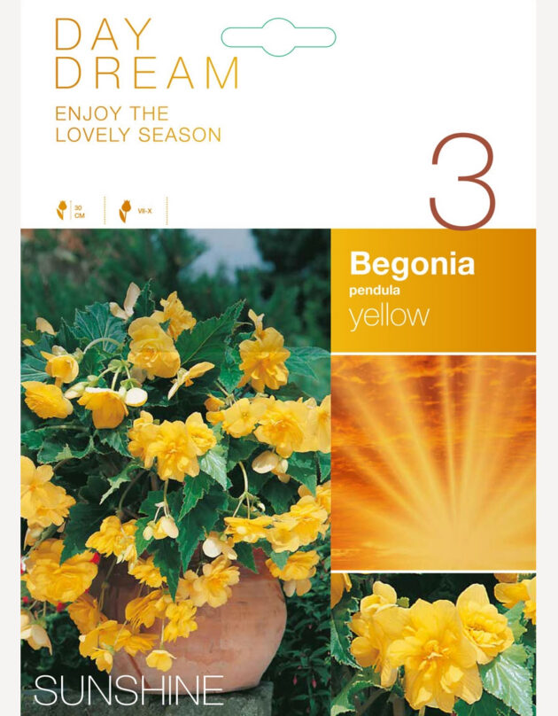 rippbegoonia