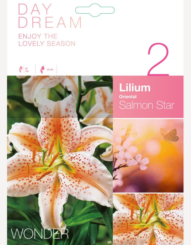 liilia sibulad salmon star