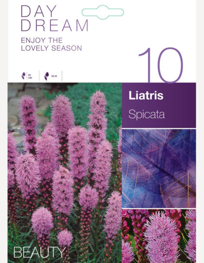 Tähkjas Liatris 'Spicata'