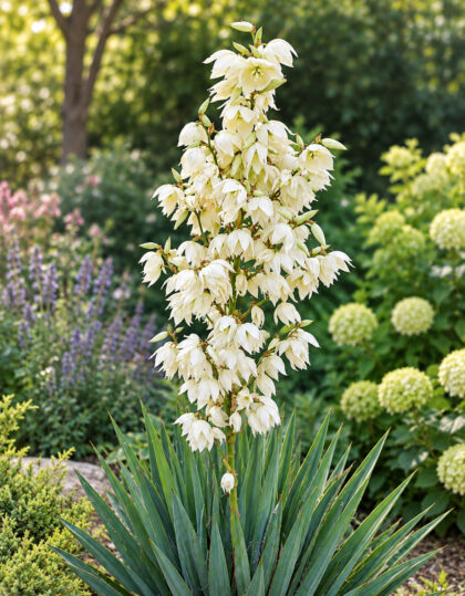 Yucca Filamentosa- kiuline tääkliilia juurikas