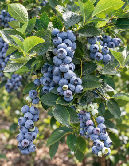Aedmustikas ‘Bluecrop’ P9 potis