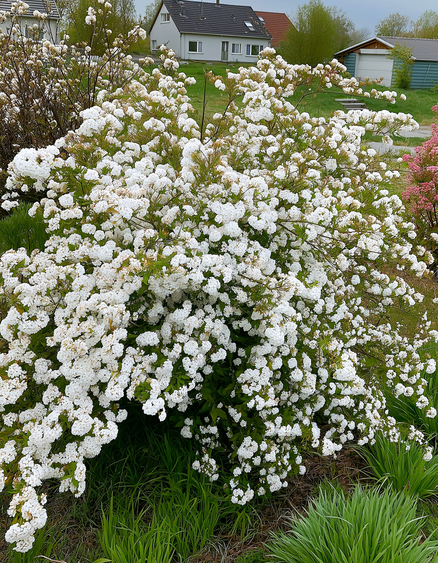 Van Houtte'i enelas - Image 2