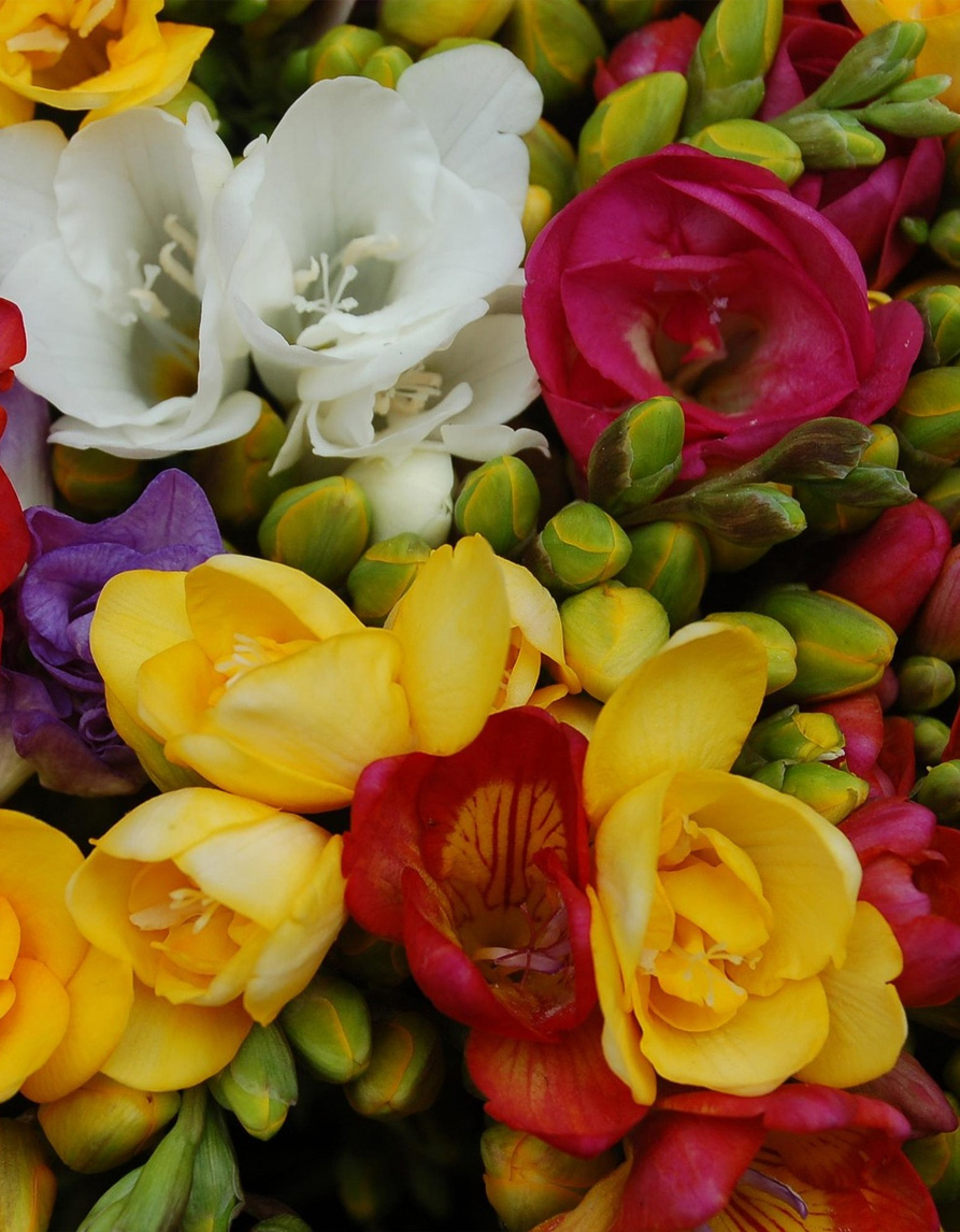 Täidisõielise freesia mix-10tk - Image 2