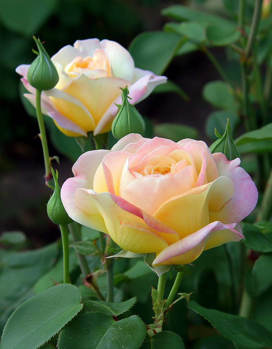 Paljasjuursed roosid – segu (3 tk) - Image 5