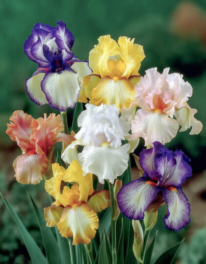 Habeiiriste segu (5tk)