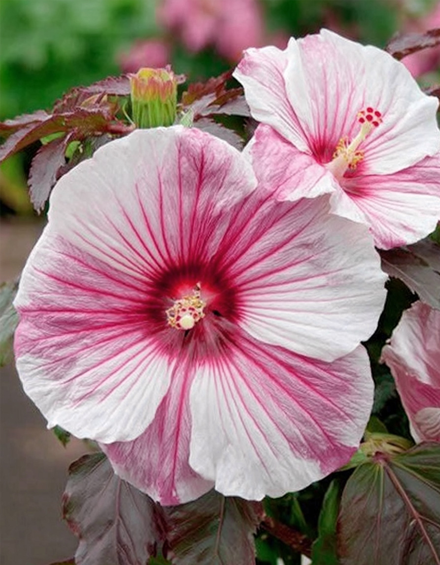 hibiskus