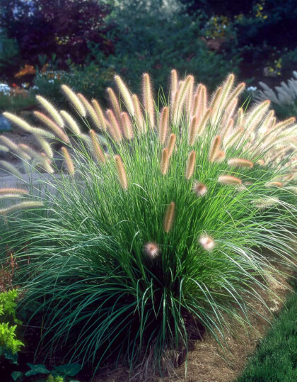 Austraalia hiidhirss