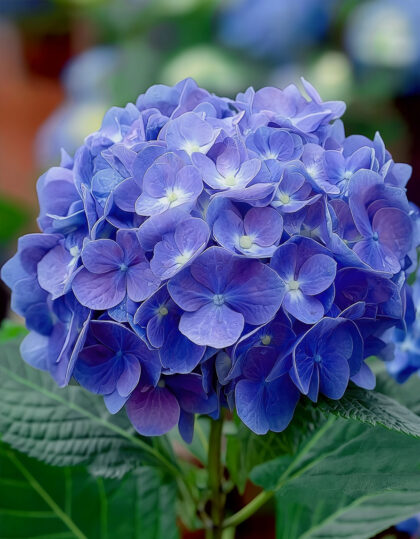 sinine aedhortensia