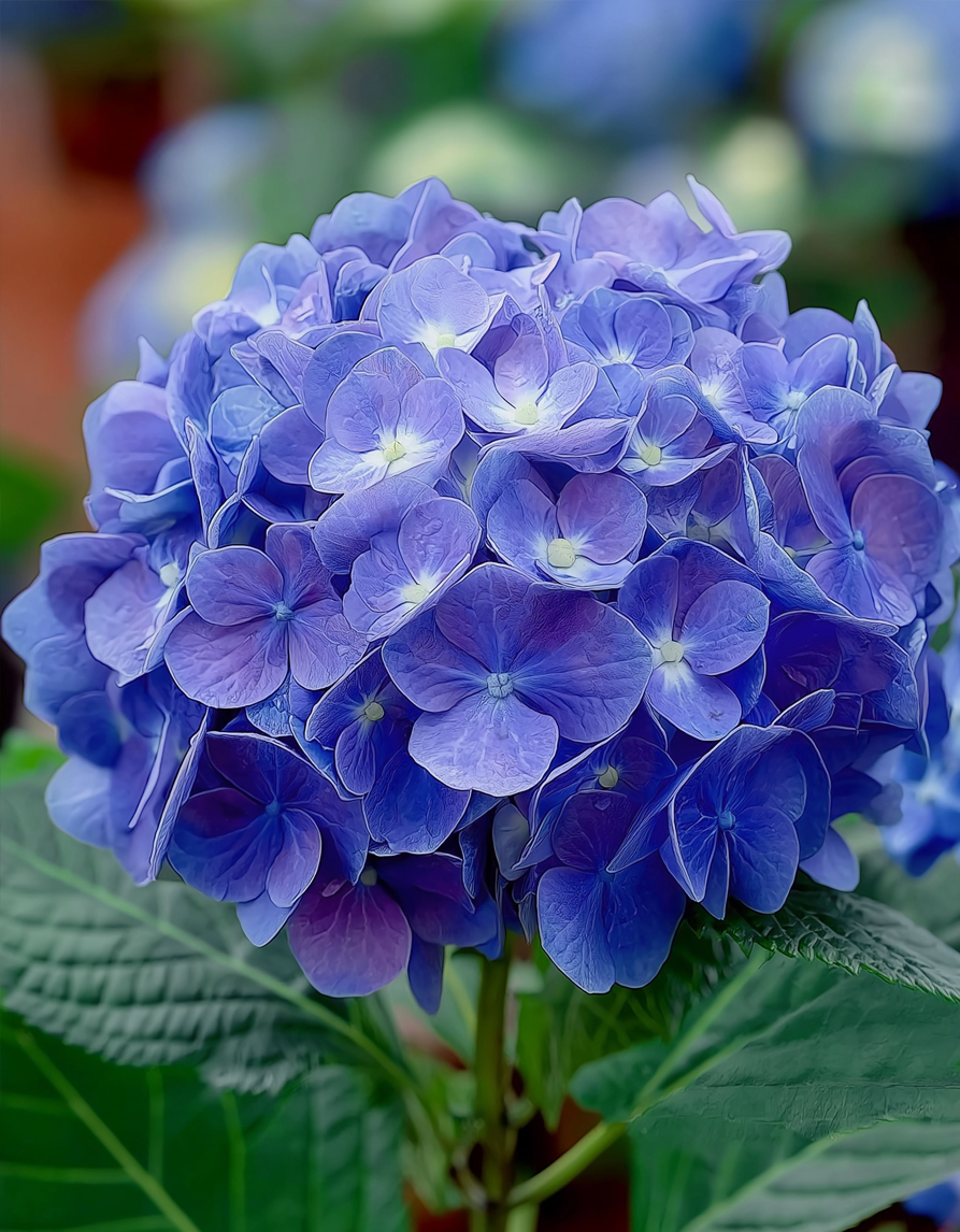 sinine aedhortensia