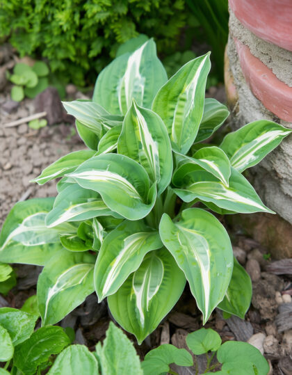 hosta