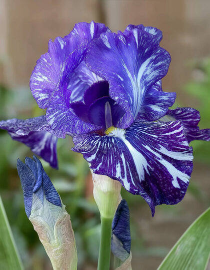 Iiris ‘Batik’