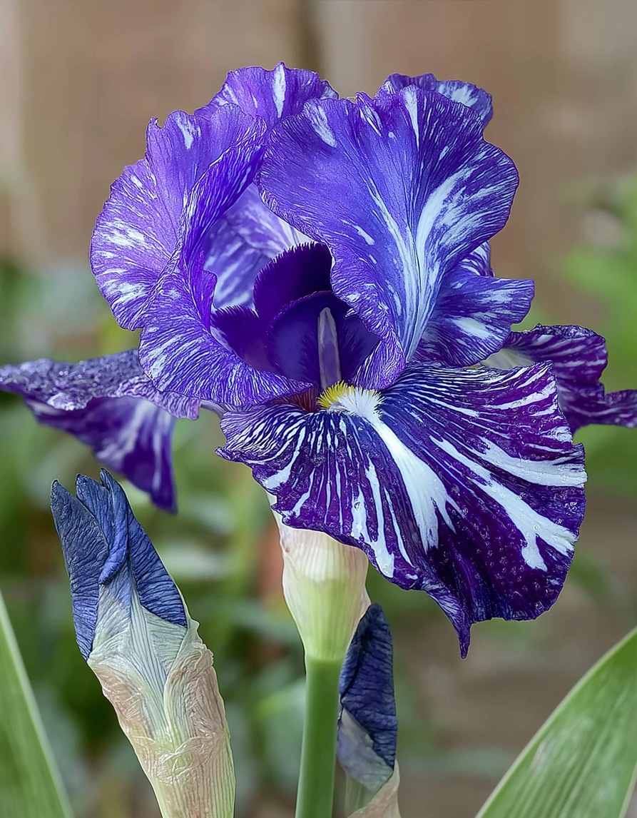 Iiris ‘Batik’
