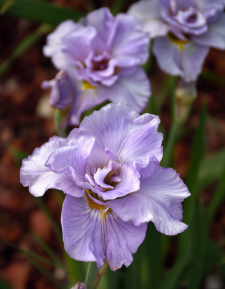 Siberi võhumõõk 'Pink Parfait'