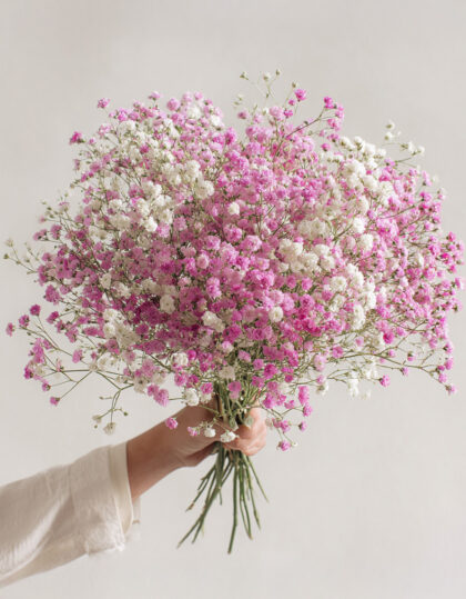 Kipslillede komplekt: roosa ja valge