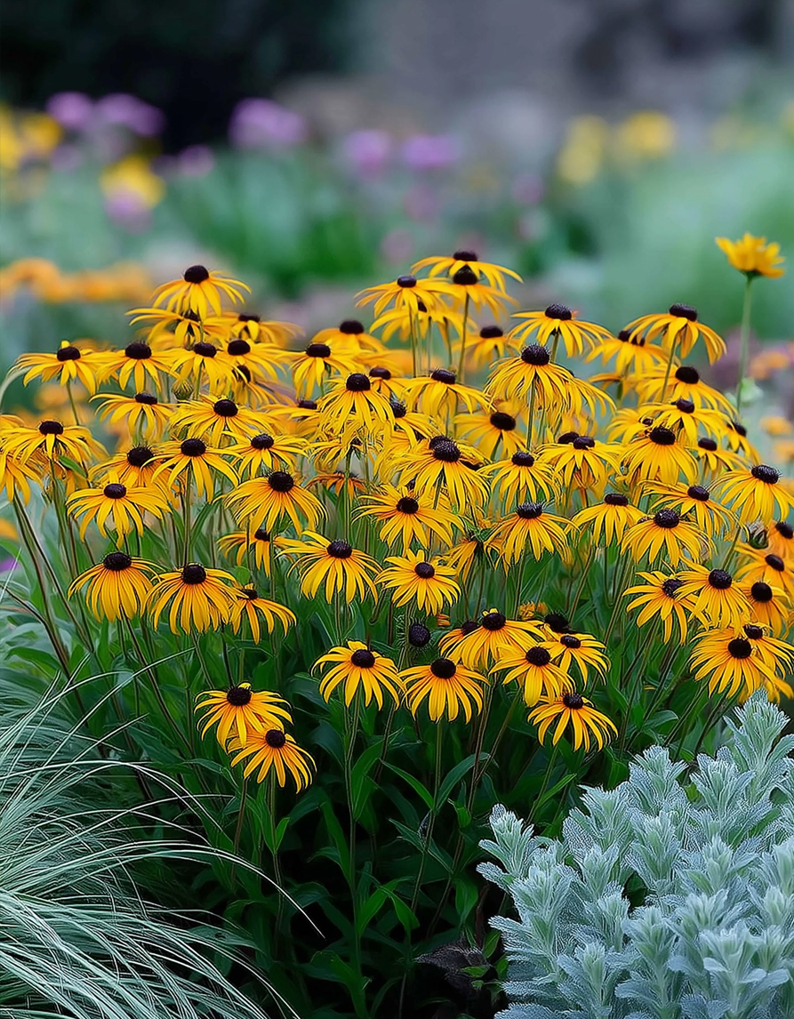 Päevakübar ‘Little Goldstar’