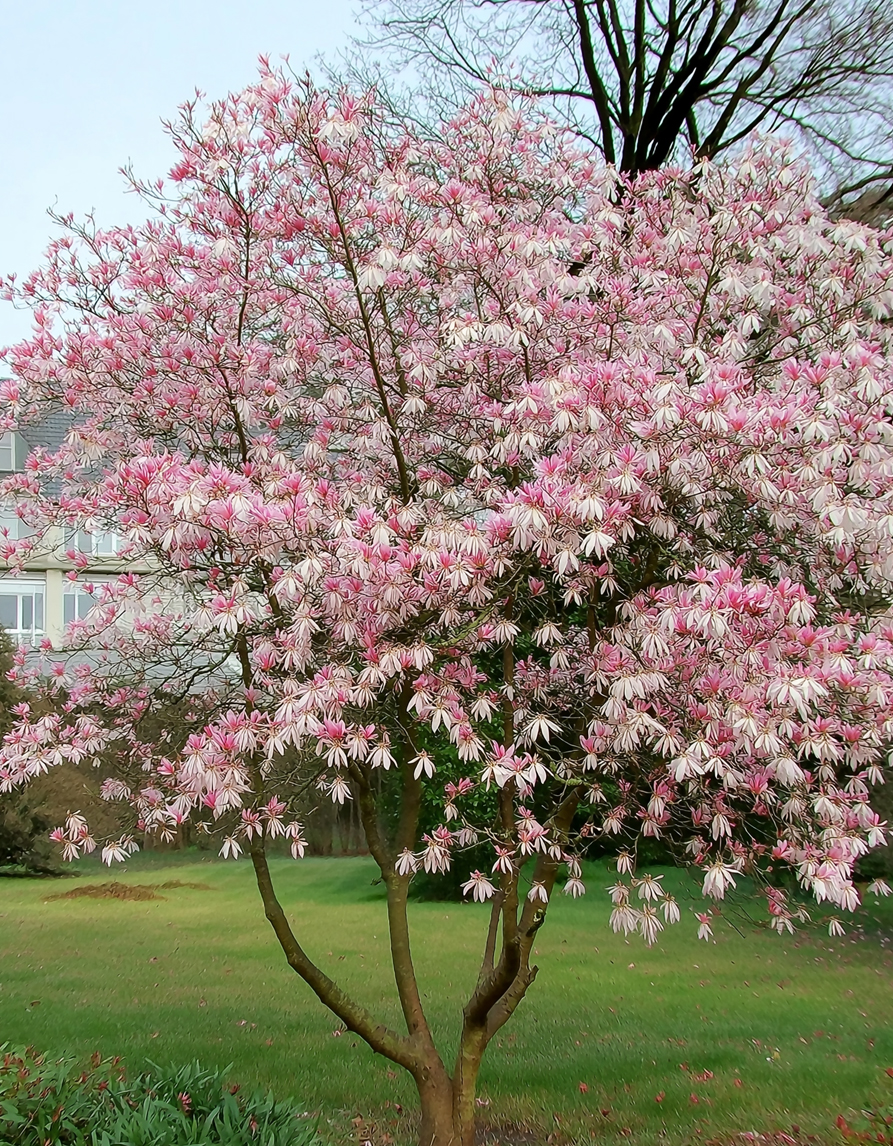 Magnoolia ‘Leonard Messel’ - Image 3