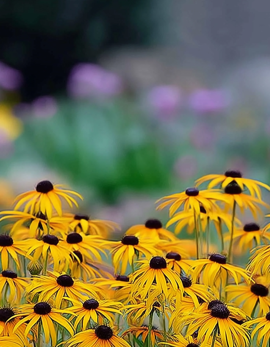 kollane päevakübar