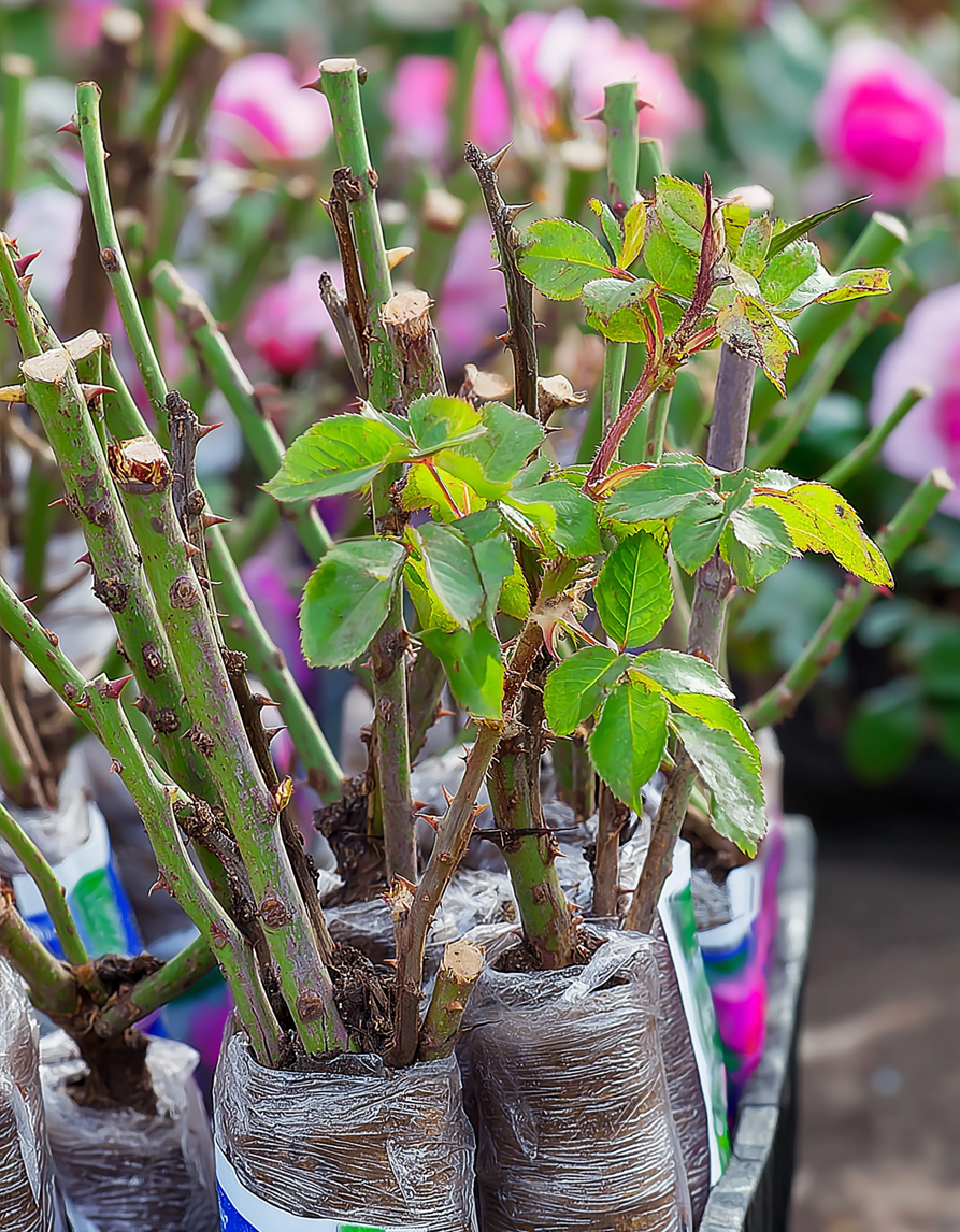 Paljasjuursed roosid – segu (3 tk) - Image 2